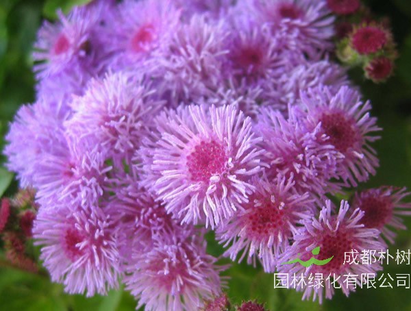 藿香蓟的种植方法有哪些？