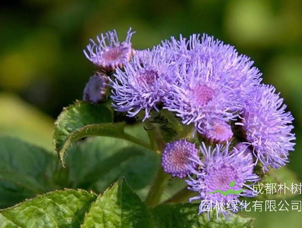 藿香蓟怎么扦插繁殖，方法有哪些？