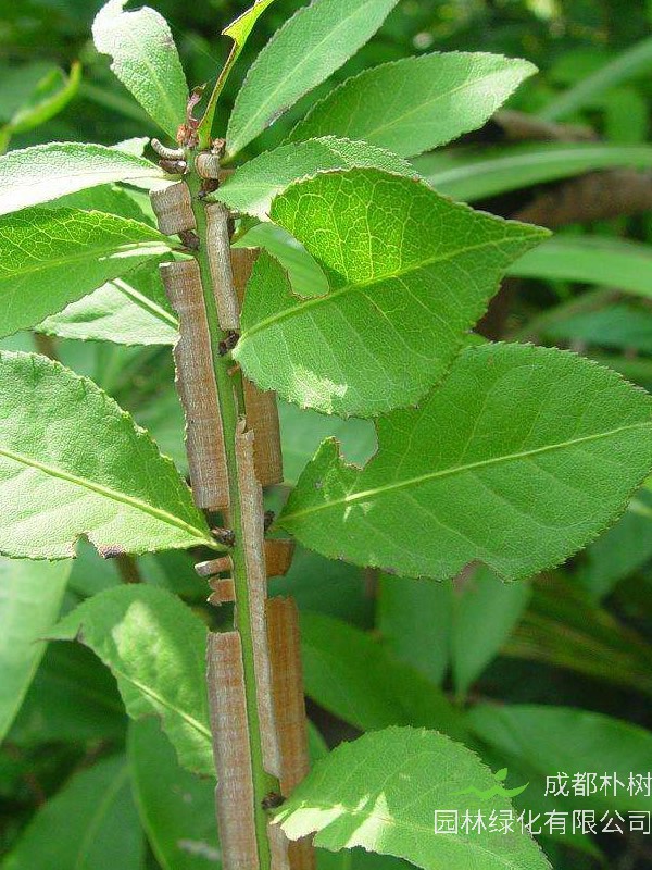 鬼箭羽扦插种植方法有哪些？