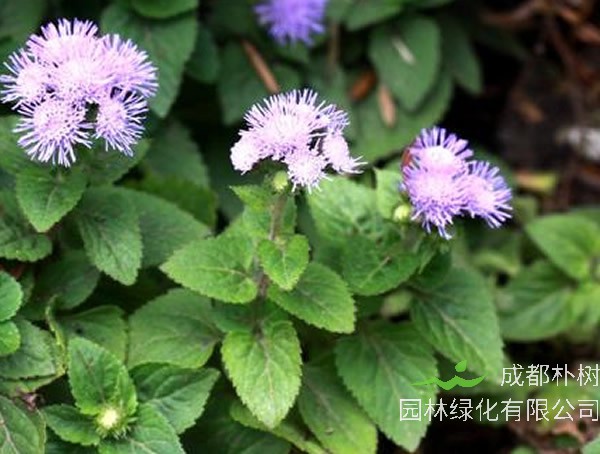 藿香蓟如何繁殖？有哪些方法？