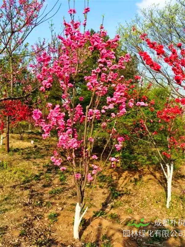 帚桃怎么修剪？