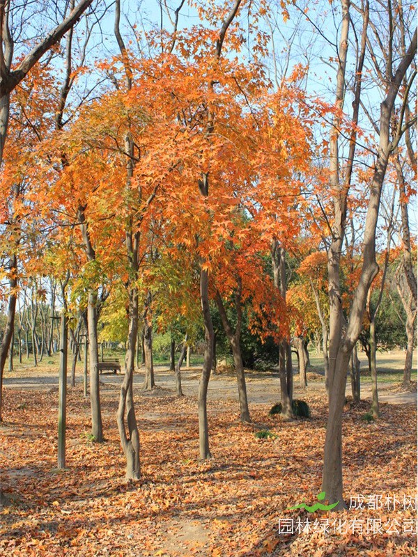 枫树如何养殖？枫树叶为什么会变红？