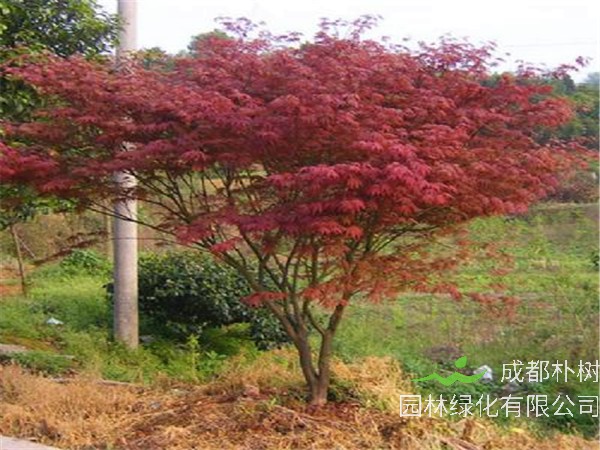 红枫的品种有哪些？