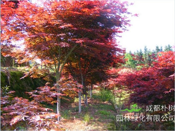 红枫为什么嫁接？红枫为什么是红色？