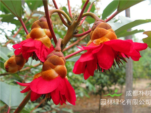 红花荷怎么样？