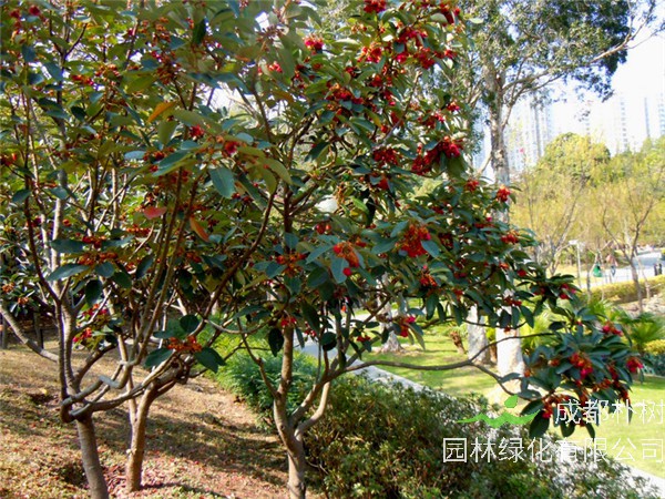 红鸡蛋花怎么养？