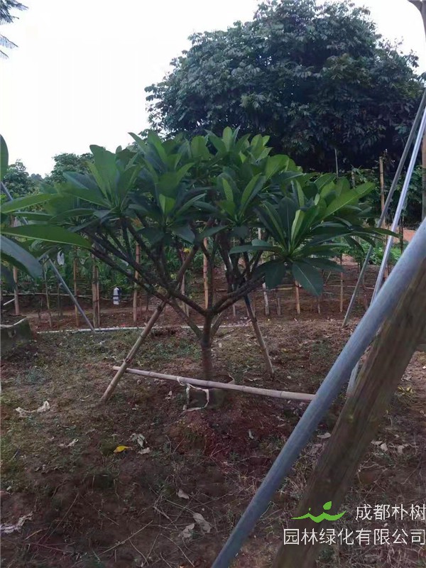 红鸡蛋花如何养护？如何浇水、施肥？