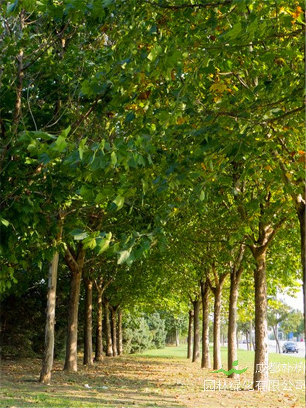 杨树怎么样？如何种植杨树？