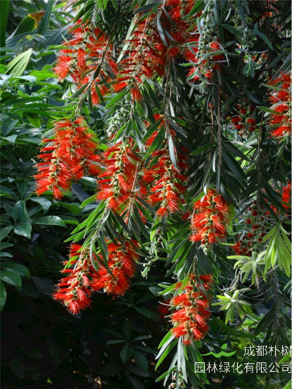 红千层怎么样？