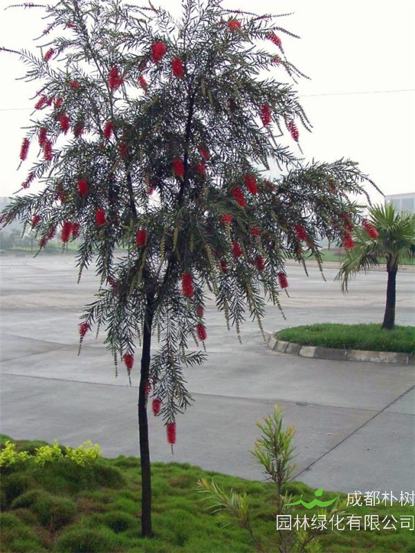 红千层有哪些园林用途？