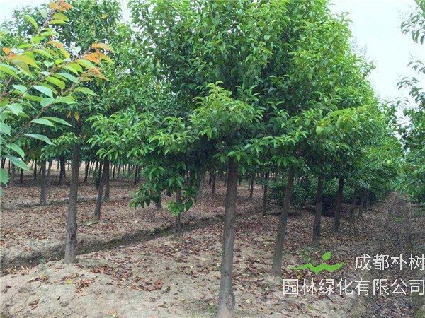 大叶女贞跟白蜡有什么区别？