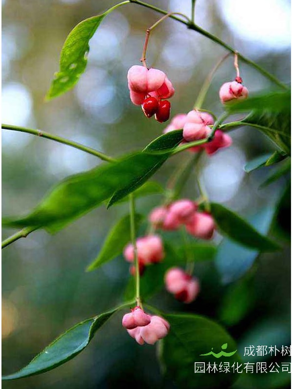 鬼箭羽与鬼羽箭的区别要点有哪些？