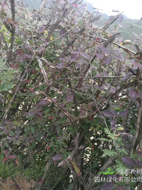 鬼箭羽是什么植物？生长在什么地方？