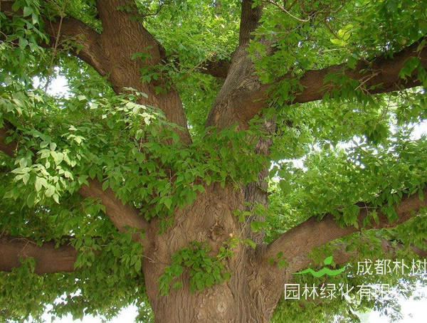 糖槭树是一种什么树？