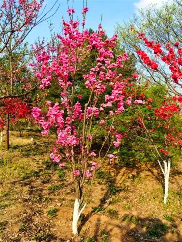 帚桃怎么修剪？