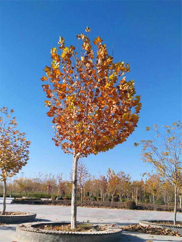 枫树怎么样？枫树哪个品种最好？