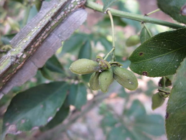 鬼箭羽的功效与作用有哪些？