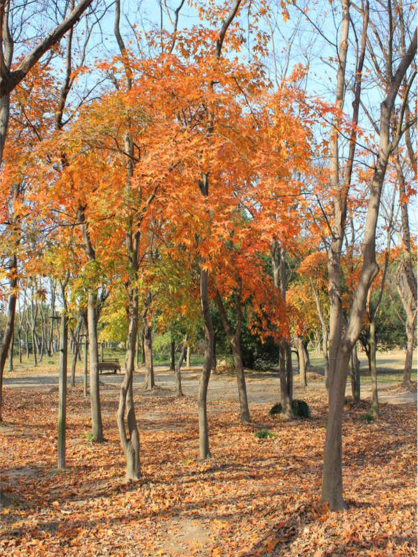 枫树如何养殖？枫树叶为什么会变红？