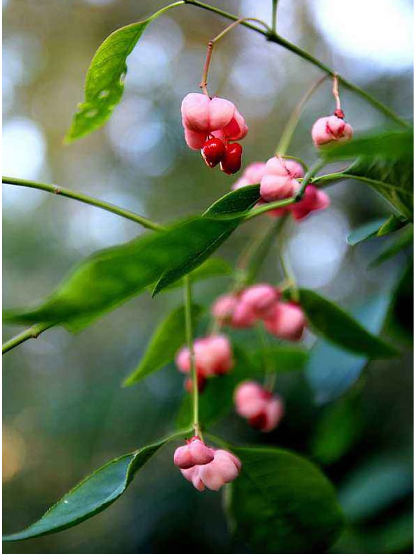 鬼箭羽与鬼羽箭的区别要点有哪些？