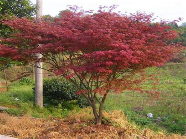 红枫的品种有哪些？