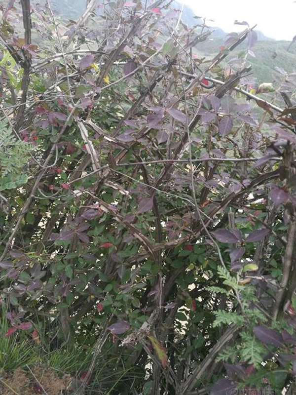 鬼箭羽是什么植物？生长在什么地方？