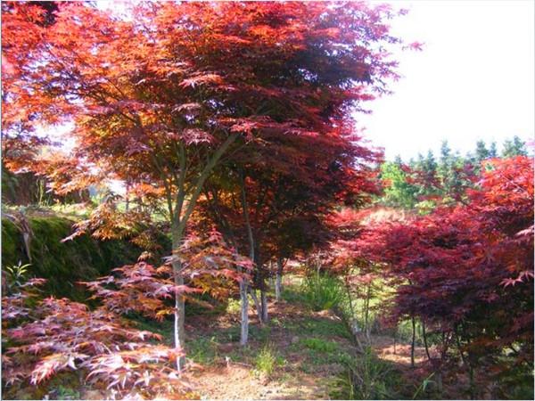 红枫为什么嫁接？红枫为什么是红色？