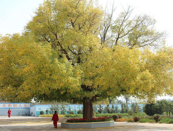 糖槭树如何修剪？