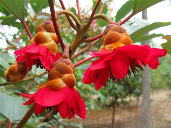 红花荷怎么样？