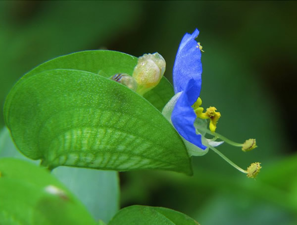 鸭拓草的功效与作用有哪些？