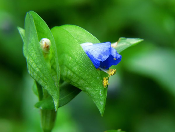 鸭拓草能室内养殖吗？有哪些好处呢？