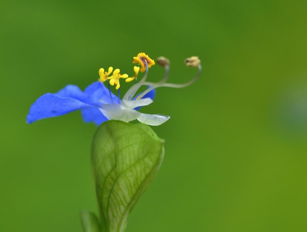 鸭拓草如何修剪？