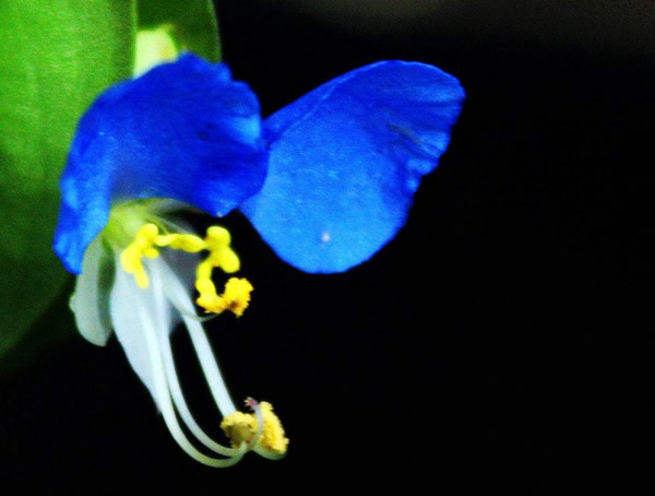 鸭拓草有毒吗？