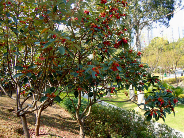 红鸡蛋花怎么养？