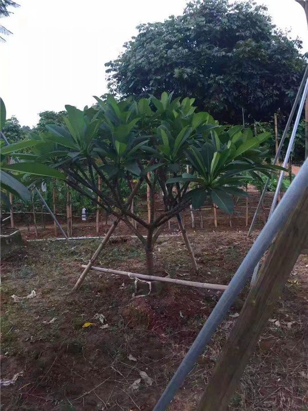 红鸡蛋花如何养护？如何浇水、施肥？