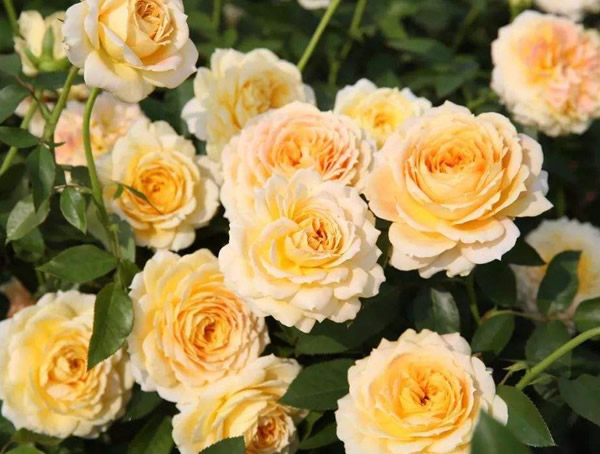 朱丽叶月季是藤本还是灌木植物？