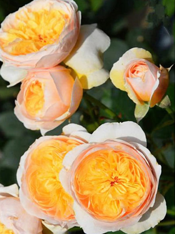 朱丽叶月季为何值300英镑？