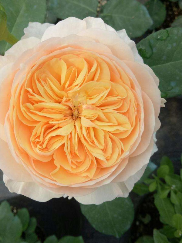 朱丽叶月季如何养护？