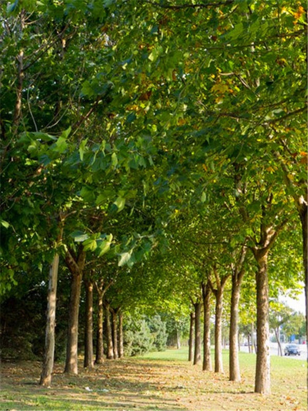 杨树怎么样？如何种植杨树？