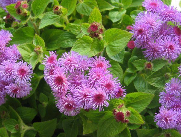 藿香蓟的功效与作用有哪些？