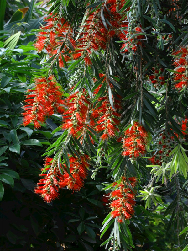 红千层怎么样？