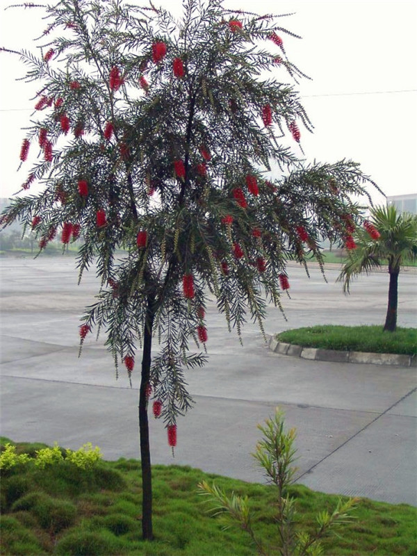 红千层有哪些园林用途？