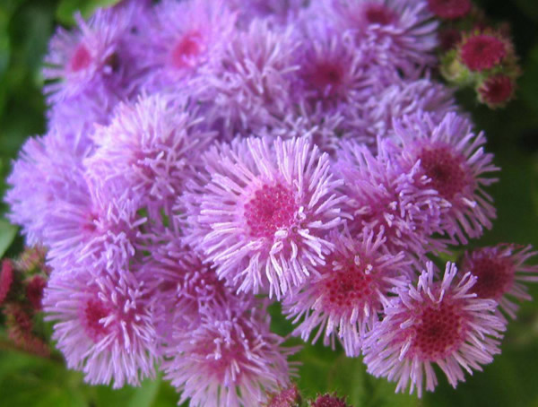 藿香蓟的种植方法有哪些？