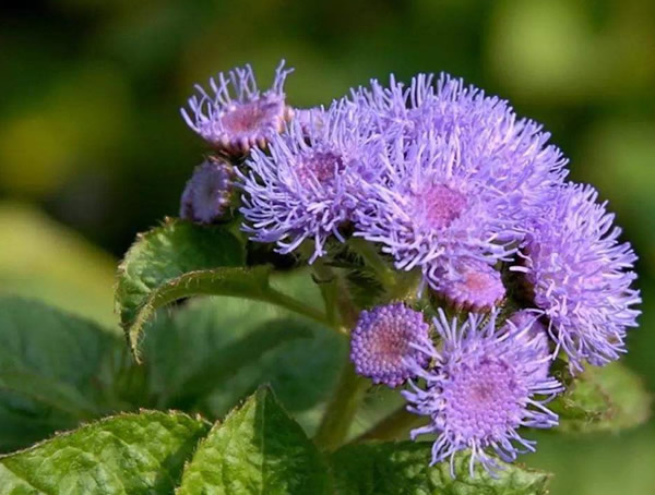 藿香蓟怎么扦插繁殖，方法有哪些？