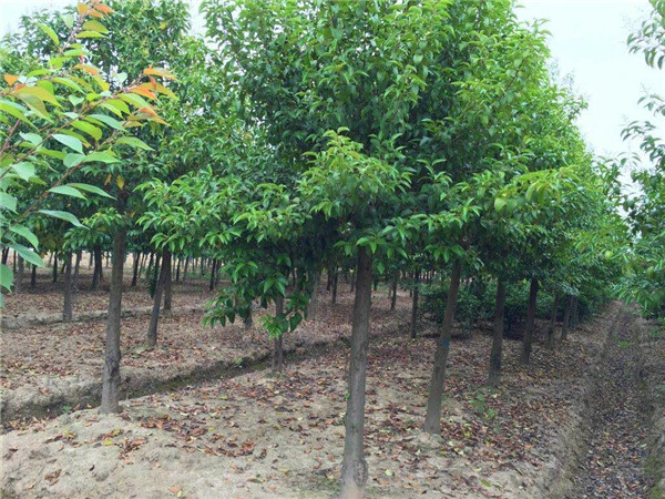 大叶女贞跟白蜡有什么区别？