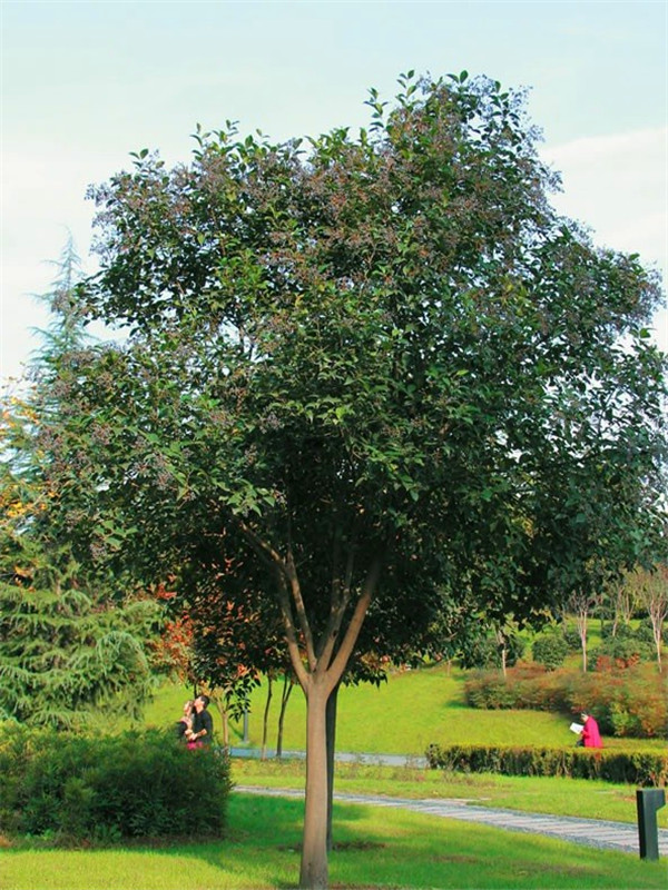 大叶女贞什么季节移植？