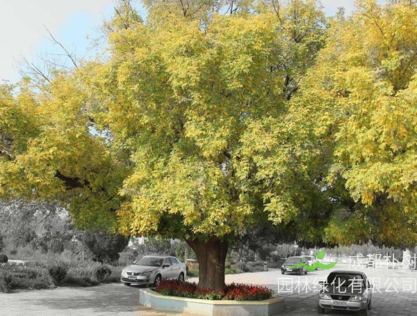 糖槭树秋天剪枝好还是春天好？