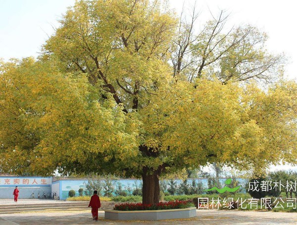 糖槭树如何修剪？