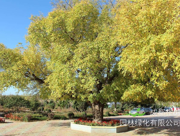 糖槭树如何防天牛？