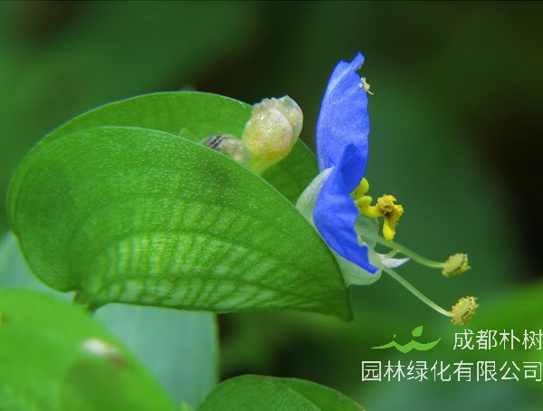 鸭拓草的功效与作用有哪些？