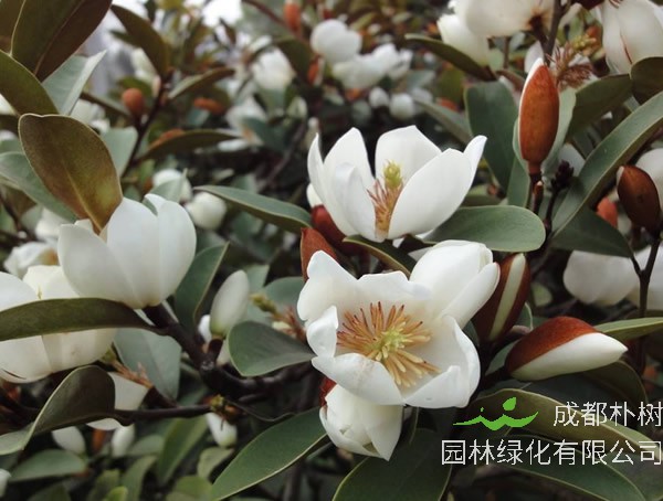 含笑花花语是什么意思？有哪些寓意？